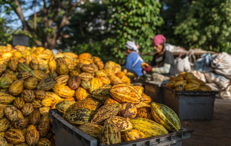Ceny kakao biją rekordy: Producenci czekolady pod presją