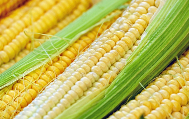 Polski robot pomoże w uprawie kukurydzy